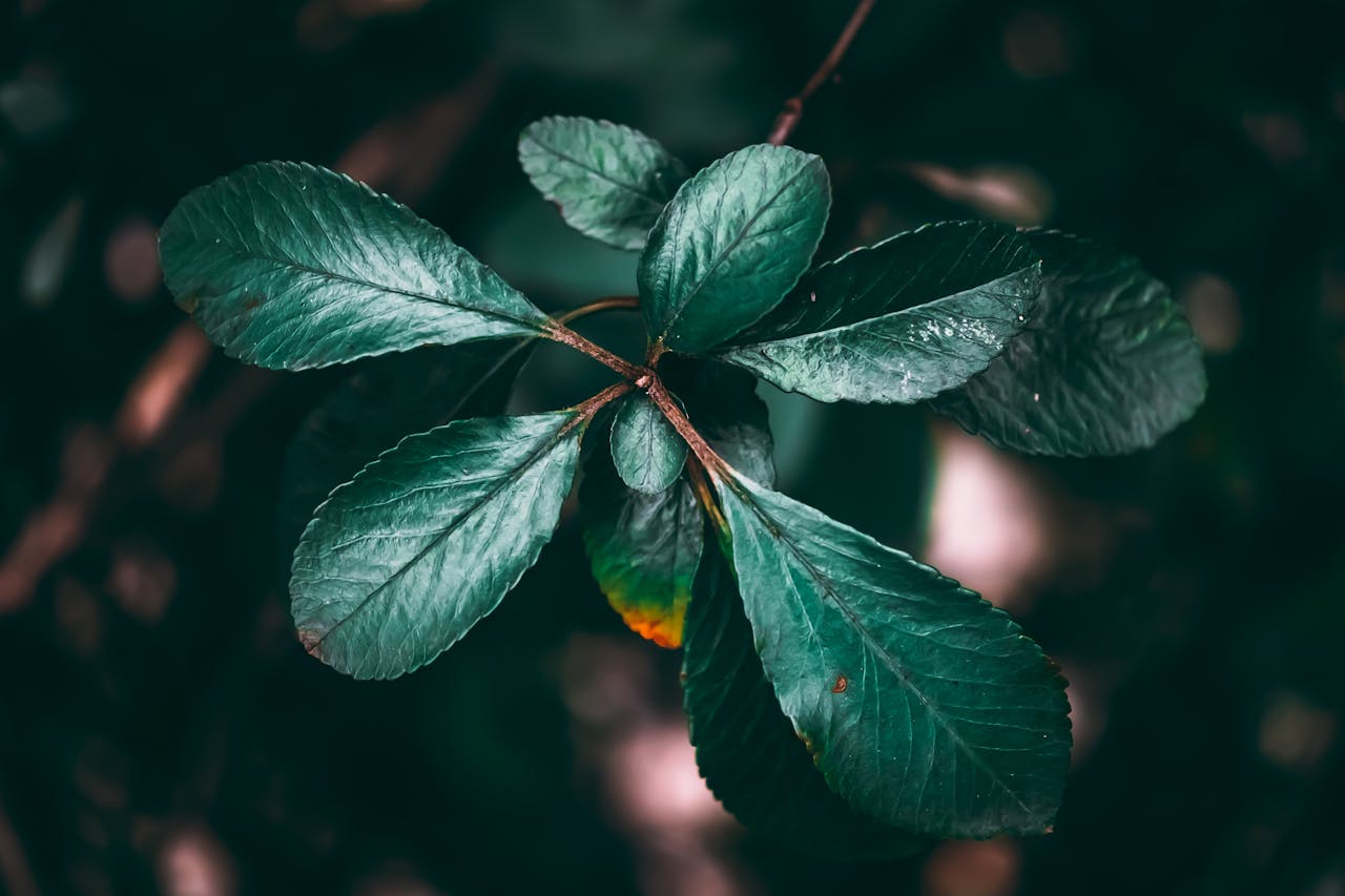 Macro shot of lush green leaves against a dark, moody background.