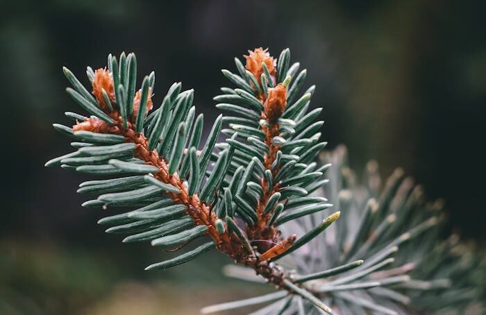 A detailed close-up of a vibrant spruce tree branch with fresh green needles.