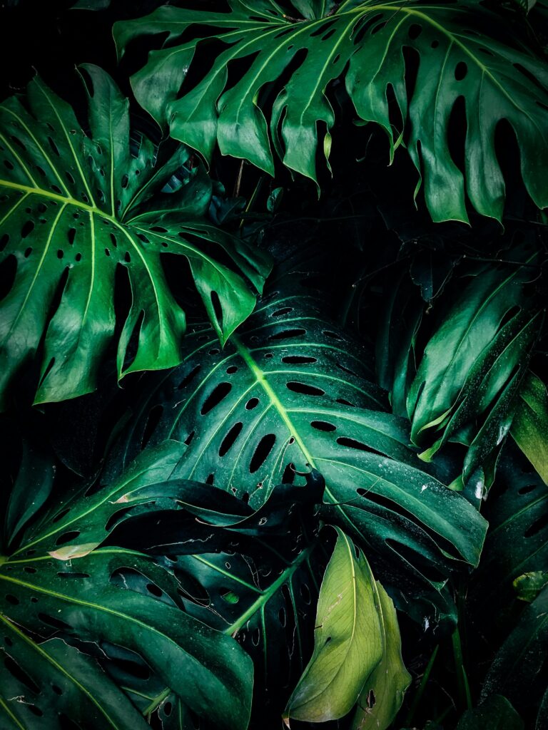 A detailed close-up of lush green Monstera leaves showcasing texture and natural beauty.