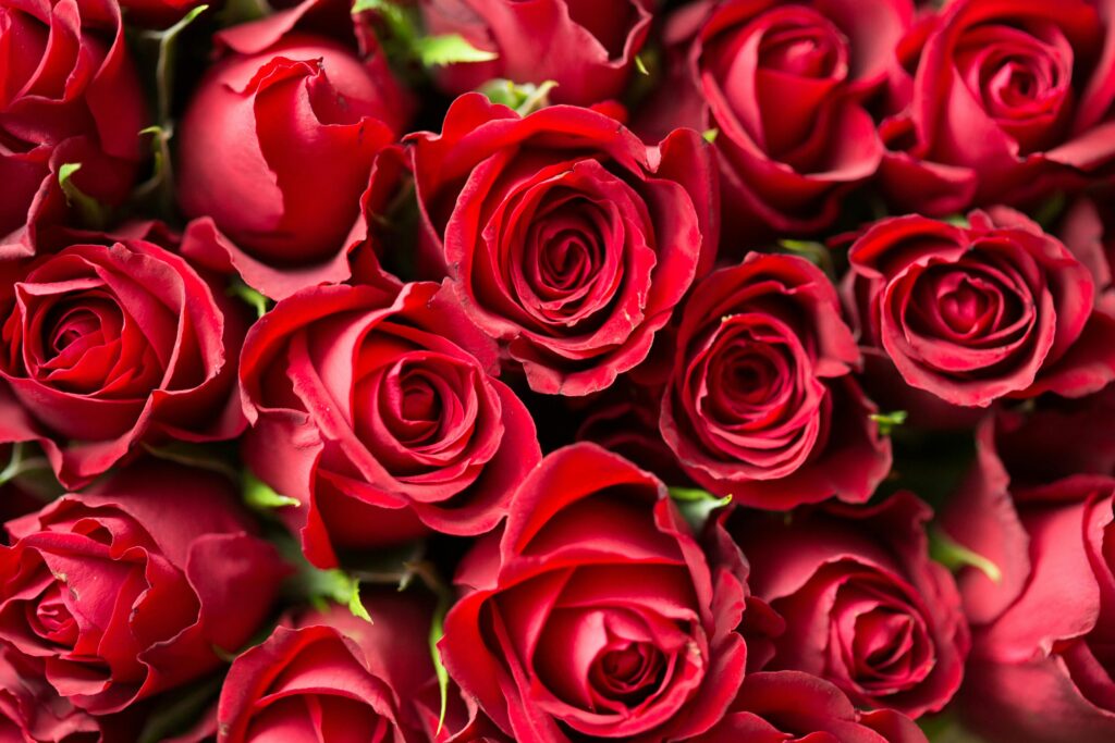 A stunning close-up of red roses, perfect for romantic occasions and floral gift ideas.